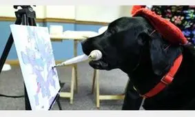 سگ نقاش لقب "داگ وینچی" را ازآن خود کرد