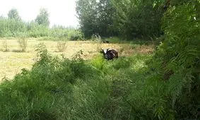 قیمت یک متر زمین در شمال با کمتر از 200 هزار تومان