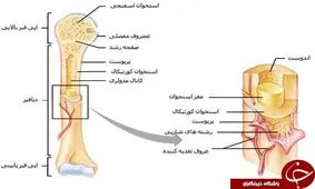 اطلاعاتی که شاید درباره استخوان هایتان نیاز شود/ وزن اسکلت انسان چقدر است؟