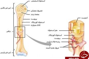 اطلاعاتی که شاید درباره استخوان هایتان نیاز شود/ وزن اسکلت انسان چقدر است؟