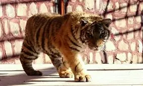 آبروی خراسان رضوی بازیچه دست مدیریت باغ وحش وکیل‌آباد نیست/برنمی‌تابیم هر روز تیتر شود چند ببر از بین رفتند