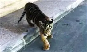 درخصوص توله‌ببرها منتظر اعلام نتیجه کمیته حقیقت‌یابیم