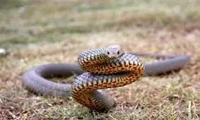 مردی که با عمل جراحی خود را خزنده کرد + عکس