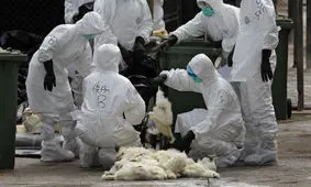 چگونه اسرائیل با یک خمیردندان عرفات را ترور کرد؟/ روش نوین تروریسم علمی؛ فکر خودکشی را در ذهن مخالف بکار/ 5 اقدام برای جلوگیری از ترور بیولوژیک وجود دارد