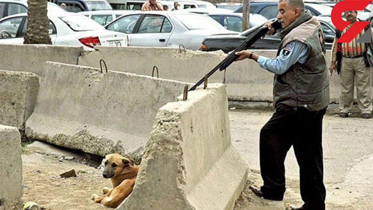عکس دلخراش از پشت پرده سگ‌ کشی با آمپول اسید در آرادکوه جاده قم
