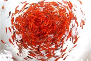 تولید 2 میلیون قطعه ماهی قرمز در مشهد