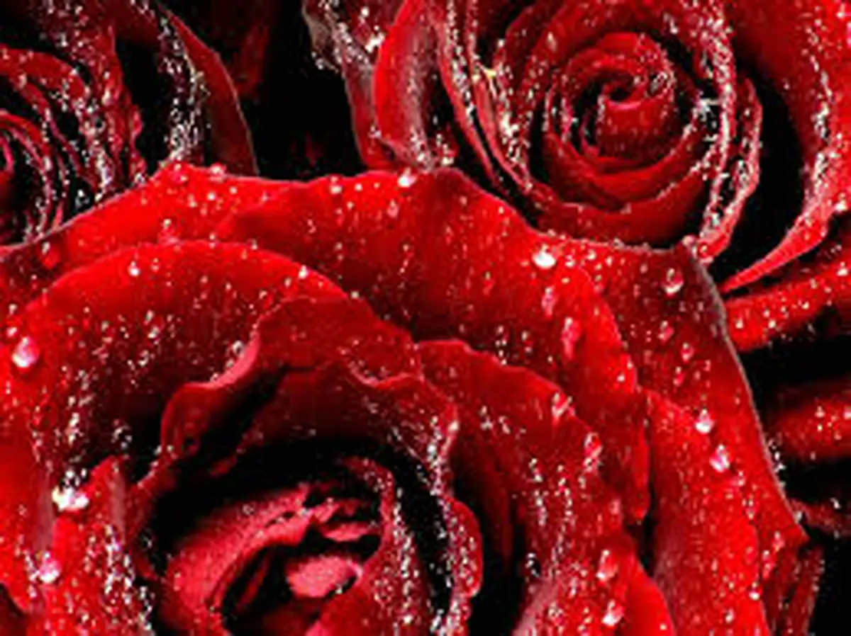 فیلم / آموزش ساخت اسانس طبیعی گل رز