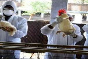 مرگ 61 نفر در چین بر اثر آنفلوآنزای پرندگان
