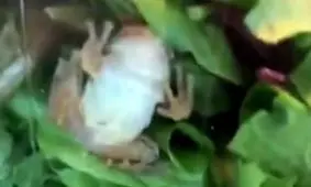 فیلم| قورباغه زنده درون ظرف سالاد صاحبخانه را غافلگیر کرد!