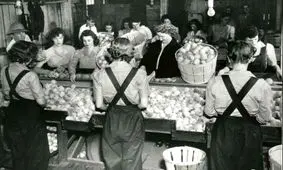 محاسبه موفقیت بمباران‌های جنگ جهانی دوم بر اساس قیمت پرتقال!