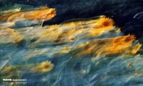 مزرعه آفتابگردان+ عکس