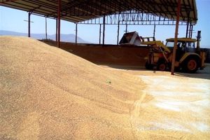 سیلوی ذخیره گندم شهرستان سلسله پس از ۱۰ سال توقف احداث می‌شود