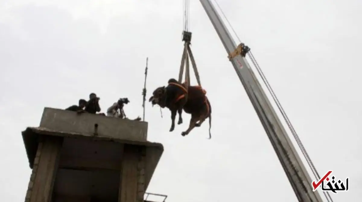 برنامه جالب دامپروران پاکستانی به مناسبت عید قربان+تصاویر