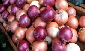 هنر خانمانسوز وزارت صنعت: پياز ٥١٥ درصد گران شد!/ مجلس مشغول انتخابات ٩٨!