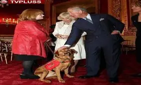 سگی که مدال افتخار و قهرمانی بریتانیا را از ولیعهد انگلستان دریافت کرد!