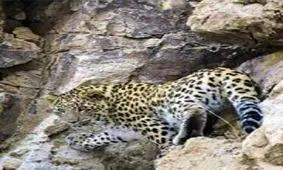 نابودی سالانه ۱۶پلنگ ایرانی