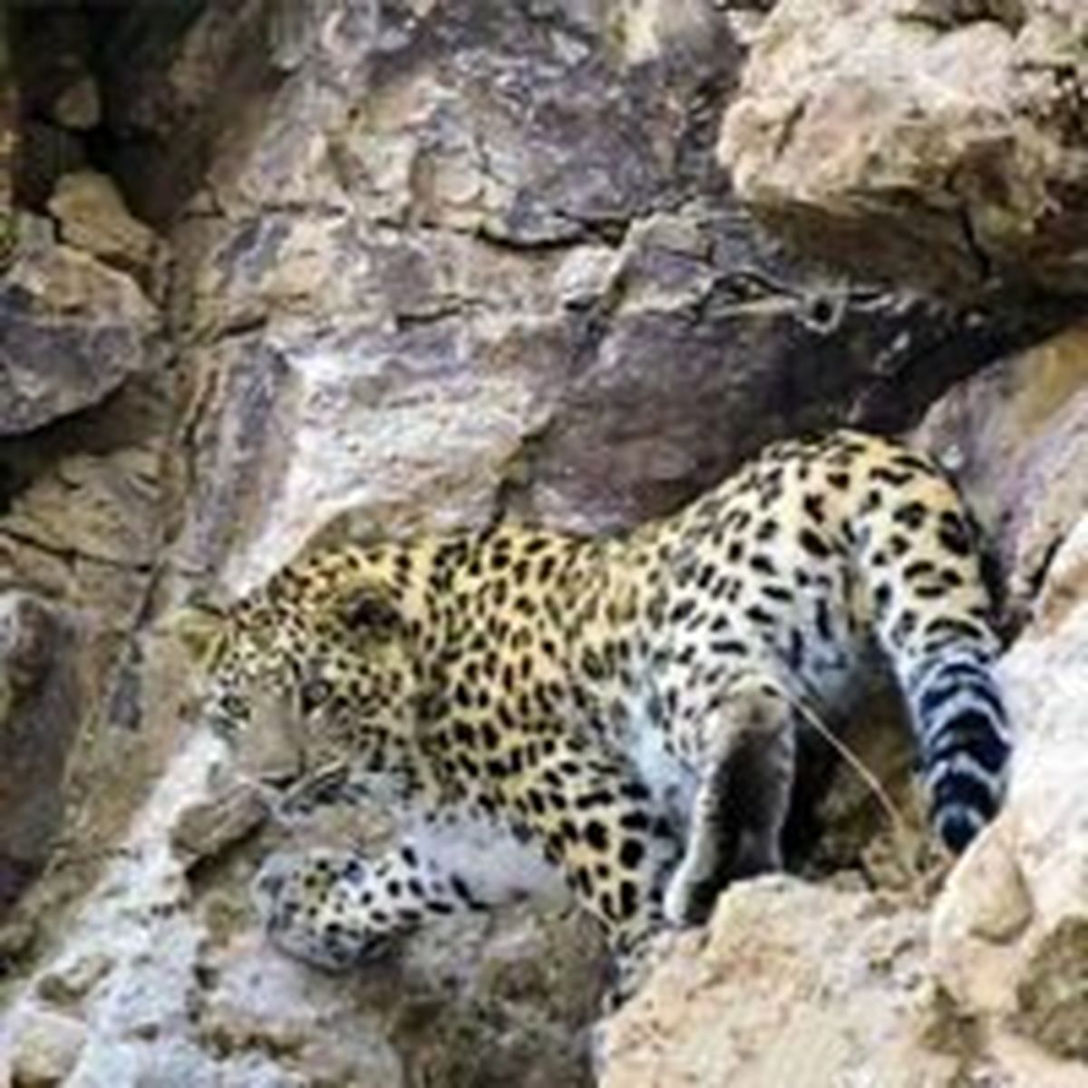 نابودی سالانه ۱۶پلنگ ایرانی