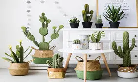 ۱۲ نکته برای نگهداری کاکتوس‌ها در تابستان
