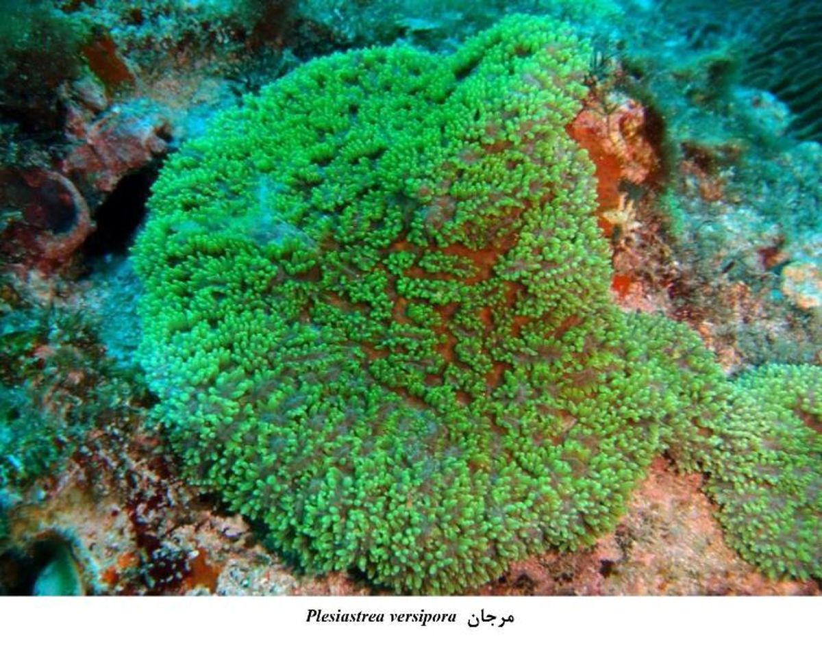 مشاهده آبسنگهای مرجانی سخت نادر در سمبارون