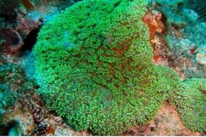 مشاهده آبسنگ‌های مرجانی سخت نادر در سمبارون