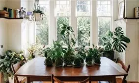 چگونه گیاه پژمرده را سرزنده و شاداب کنیم؟