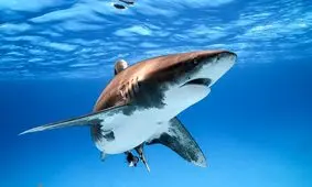 چیز‌های جالبی که درباره کوسه‌ها نمی‌دانستید