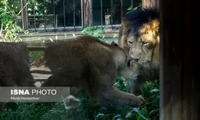 شیرهای ایرانی به هم رسیدند/ چشمان هیرمان به جمال ایلدا روشن شد+ عکس