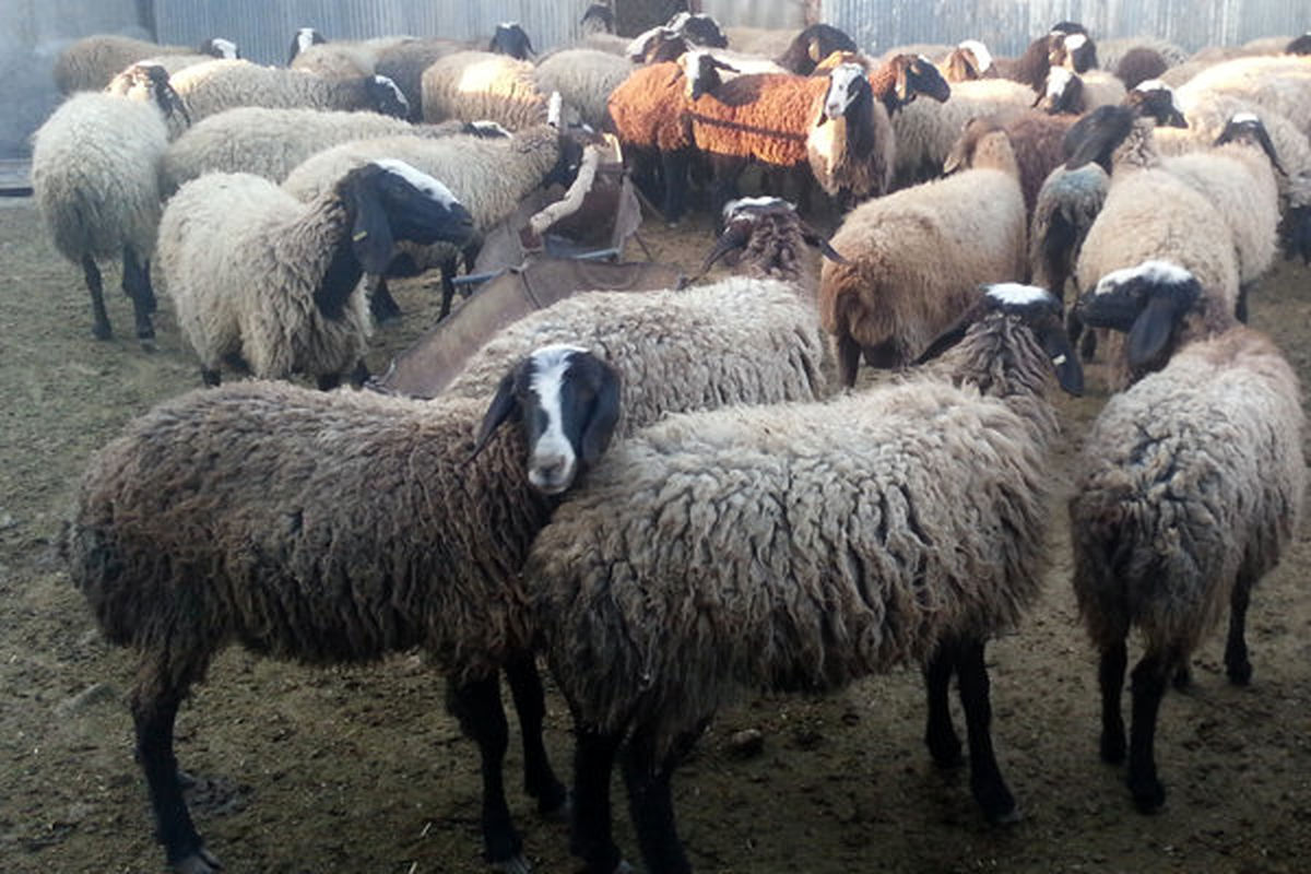قیمت دام زنده سبک برای عید قربان ۴۲ هزار تومان تصویب شد