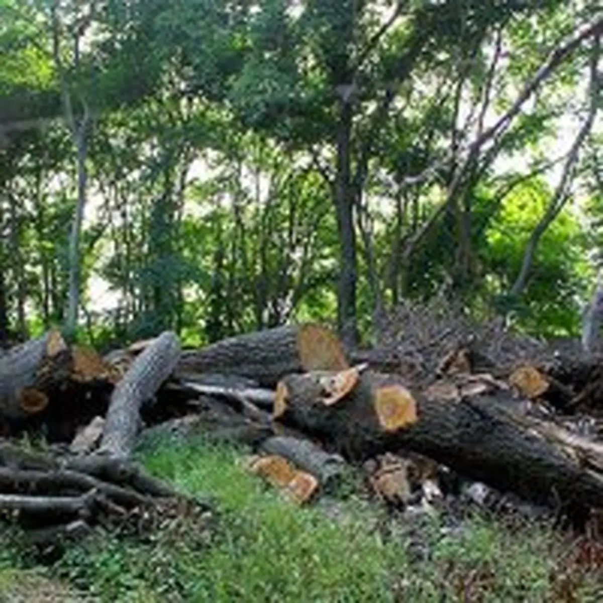 درختان را قطع نکنید