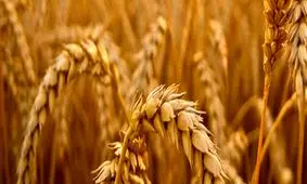 تقلب در سیلو: فضولات با گندم مخلوط می‌کردند و می‌فروختند