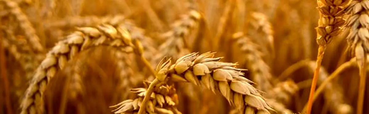 تقلب در سیلو: فضولات با گندم مخلوط می‌کردند و می‌فروختند