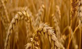 تقلب در سیلو: فضولات با گندم مخلوط می‌کردند و می‌فروختند