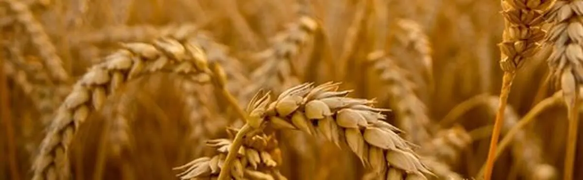 تقلب در سیلو: فضولات با گندم مخلوط می‌کردند و می‌فروختند