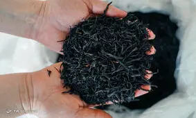 خرید برگ سبز چای از ۹۸ هزار تن گذشت / ۲۶ هزار تن چای خشک مورد نیاز از تولید داخل تأمین می‌شود