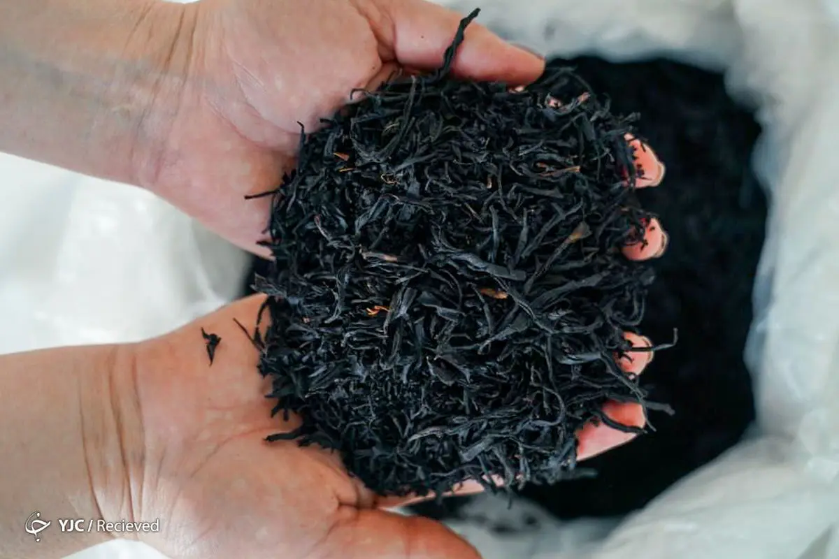 خرید برگ سبز چای از ۹۸ هزار تن گذشت / ۲۶ هزار تن چای خشک مورد نیاز از تولید داخل تأمین می‌شود