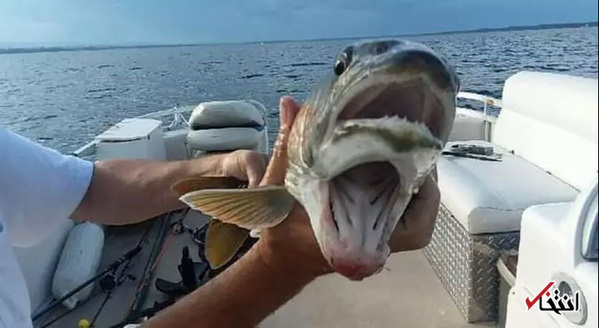 صید ماهی عجیب الخلقه در دریاچه نیویورک