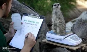 وزن کشی سالانه در باغ وحش لندن‎+ عکس