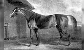 ماجرای اسبی که با یک غلط املایی مشهور شد