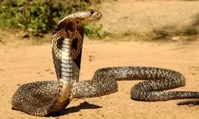 ویدئو| لحظه بیرون آمدن مار کبری از تخم / از همان اول حالت تهاجمی دارد