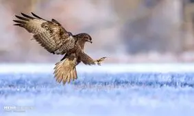 برندگان مسابقه عکاسی پرندگان‎+ عکس