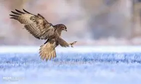 برندگان مسابقه عکاسی پرندگان‎+ عکس