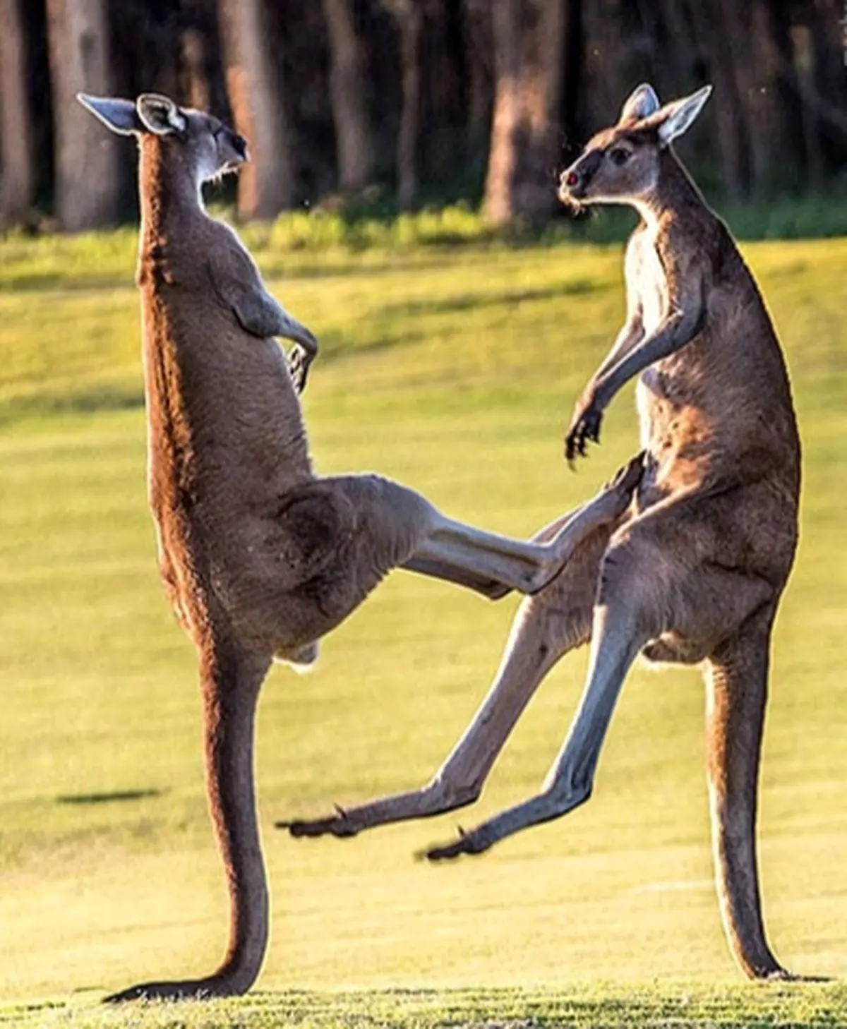 ویدئو| دعوای دو کانگوروی نر