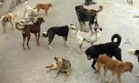 ۳ سگ گرسنه دختر ۹ ساله را تکه تکه کردند