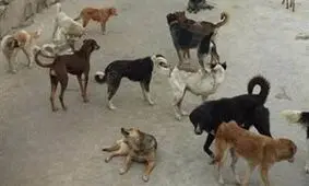 ۳ سگ گرسنه دختر ۹ ساله را تکه تکه کردند