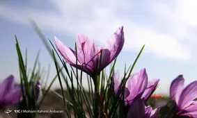 رشد ۲۰ درصدی تولید طلای سرخ /نرخ زعفران در بازار ۲ میلیون تومان اُفت کرد