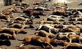 عضو شورای شهر تهران: سگ‌کُشی در شهرداری همچنان ادامه دارد