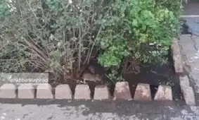 جولان موش‌ها در خیابان آخوند خراسانی مشهد