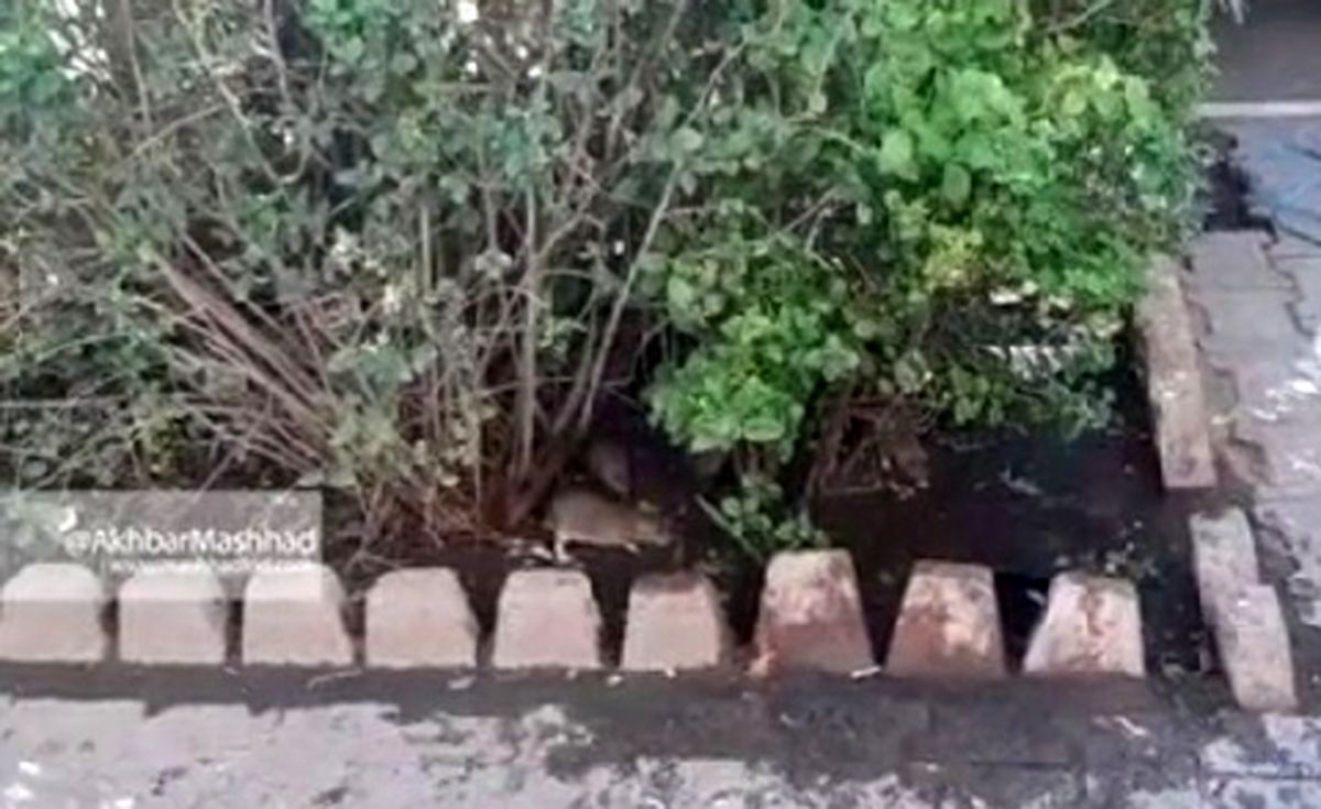 جولان موشها در خیابان آخوند خراسانی مشهد