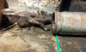 مرگ هولناک کودک زاهدانی