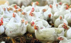 مرغ به قیمت ۱۴ هزار تومان برگشت